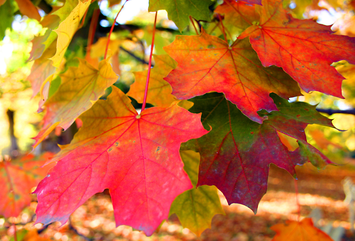 colours-of-autumn-1401554