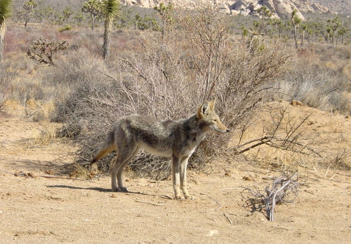 Coyote, Joshua Tree National Park
